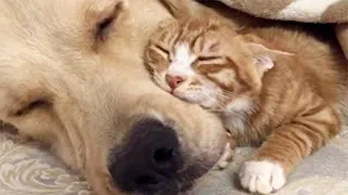 Best Funny Animal Videos 2023 - Funniest Cats And Dogs Video - Part  - 62