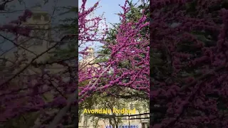 Cercis chinensis | 'Avondale' Redbud | Xian | China | Spring