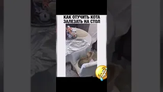 как отучить кота залезать на стол? 🤣