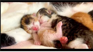 Cute mother cat and kitten  (adopt me) adorable paws | Blessed in triplets