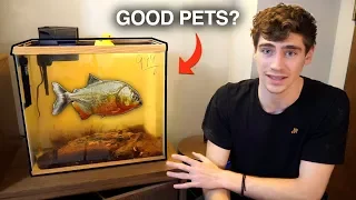 THE TRUTH ABOUT My PIRANHAS... you should know this about them