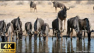 African Wildlife in 4K - Discover Botswana Wild Nature - Scenic Wildlife Film With African Music