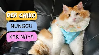 Dek Chiko nunggu kak Naya. funny video cute cat animal trending viral kucing pet anjing channel ai