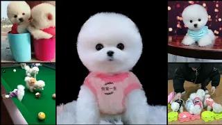 Cute puppies | Funny puppies | baby pomeranian dogs