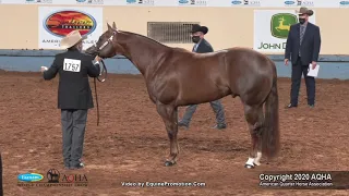 2020 AQHA Open Aged Stallions