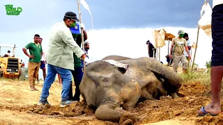 An elephant that doesn't want to give up on its life