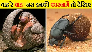 अरे बाप रे! इनके करतब तो देखिए जरा | Animals and their Unusual Skills