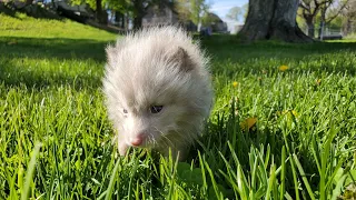 Vixie and Finnegan become parents for Mothers day!