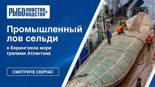 Промышленный лов сельди в Беринговом море тралами Атлантика