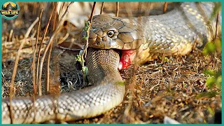 Insane Deranged Moments When Snakes Eat Their Own Kind