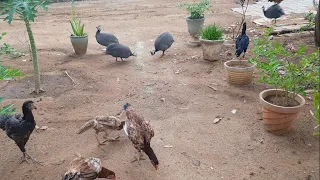 ASEEL HEN AND ASEEL CHICKS LEAVING OUTSIDE #ASEEL #HEN #CHICKS