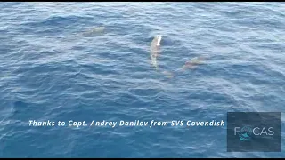 Beautiful Dolphins Swimming in-front of a Ship near Gulf of Guinea.