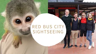 City Sightseeing Cape Town | Red Bus Tour 2021