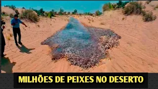 MiLHARES DE PEIXES NO MEIO DO DESERTO