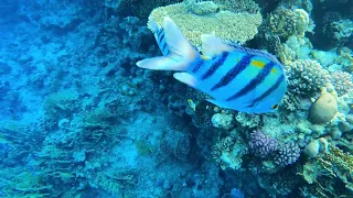 Red sea snorkeling p2