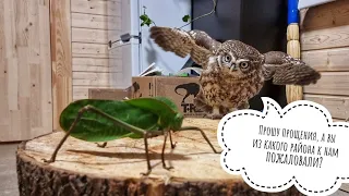 The reaction of the owl Luchik to the big green scary. Giant Grasshopper vs Little Owl