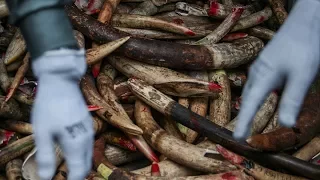 Africa’s fight against elephant poaching | Asia’s role in ending illegal ivory trade