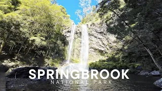 Springbrook National Park Waterfall Hike