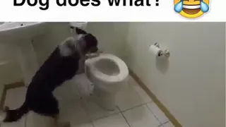 Hund kackt auf Toilette