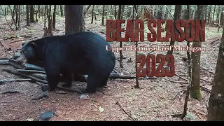 Giant U.P. Bear Hunt 401lbs Dressed!