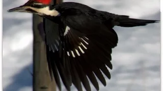 Birdwatchers: Calls of a Female Pileated Woodpecker