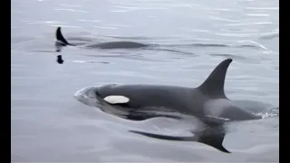 Orca (1977) - 'Orca Theme' montage [1080p]