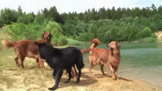 Hovawarte "vom Silberberg"  in der Sandkuhle