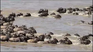 The great wildebeest migration is marked one of the 7th wonders of the world. #travelwithkenlemiso.