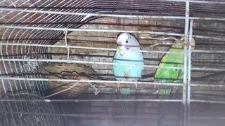 Nowe papugi