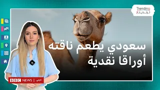 القبض على سعودي أطعم ناقته أوراقا نقدية