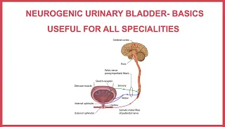 NEUROGENIC URINARY BLADDER-BASICS, USEFUL FOR ALL SPECIALITIES