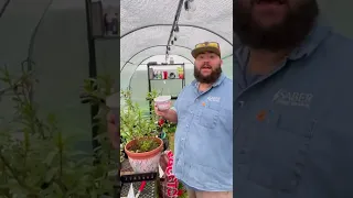 Using Ladybugs for Aphid Control!