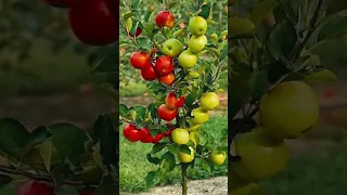 How to Graft Apple Tree - New grafting technique #grafting #gardening