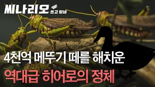 코로나보다 무서운 4천억 괴물 메뚜기를 잡은 히어로!!  ‘10만 오리 부대’ 파병 시나리오 대방출! [씨나리오 쓰고있네]