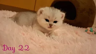 22 Day Old Kittens Are Adorable | Britishshorthair