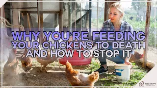 Why You’re Feeding Your Chickens To Death And How To Stop It