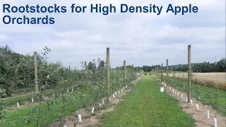 Rootstocks for High Density Apple Orchards