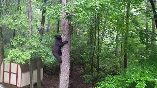 Black Bear climbs very high in tree