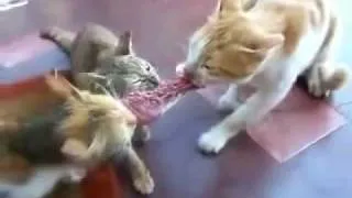 Three cats one meat