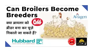 Can Broiler Bird Become Breeder क्या ब्रायलर को ब्रीड करा कर चूज़े निकाल सकते हैं ? #poultry #broiler