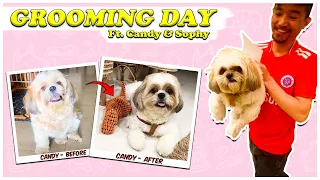 Grooming My Shih Tzu Babies ❤️❤️❤️