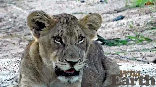 WildEarth -Sunset Safari - February 3, 2020