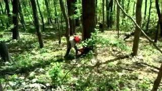 Crow cuts a big walnut