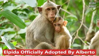 Finally Abandoned Baby Monkey Elpida Officially Adopted By High Rank Monkey Alberto in Wild Troop