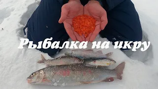 Ловля ленка и хариуса на красную икру.  Зимняя рыбалка в феврале. Река Бикин. Заказал пешню. Весна!