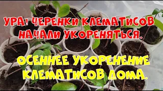 Осеннее укоренение клематиса дома. Первые резуьтаты. (Ч.2.)