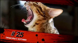 Смешные КОТЫ #25 / Лучшие приколы 2020 / Funny cats.