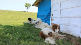 Măsuratul oilor la stâna lui Vasile B. din Maramureș | Guardian dogs (LGD) - video 2020