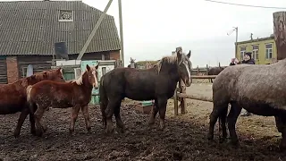 Жеребец знакомится с Аленай