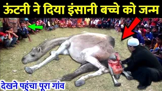 खुदा के वास्ते वीडियो इग्नोर ना करना || A Camel Gave Birth A Human Child